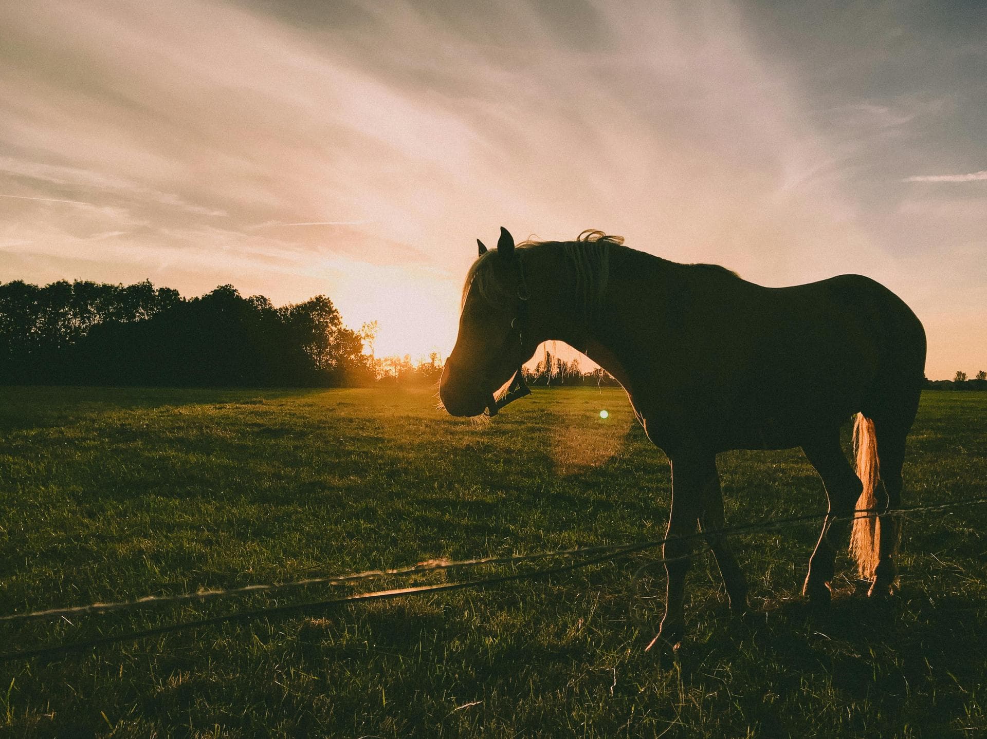 Specialist Vets in Charlottesville